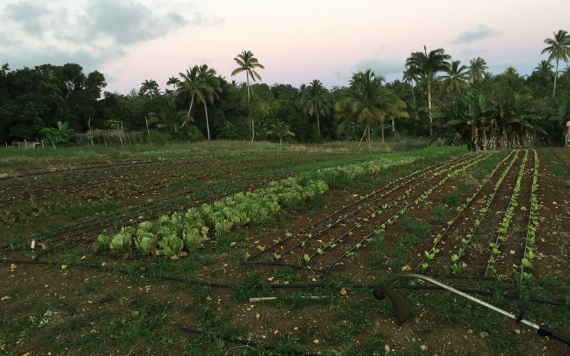 Sturges Land in Highway 2, Sturges, St. Thomas, Barbados